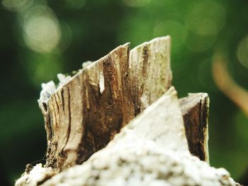 Close-up of wood