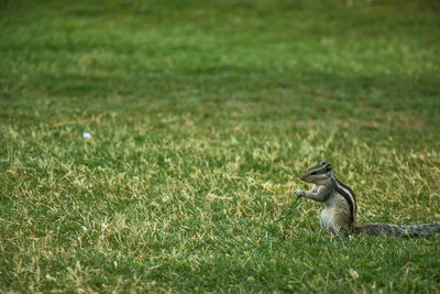 View of squirrel on grass field
