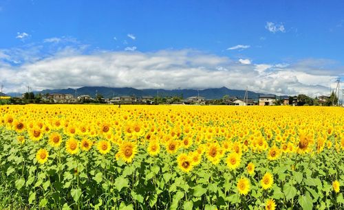 Scenic view of field against cloudy sky