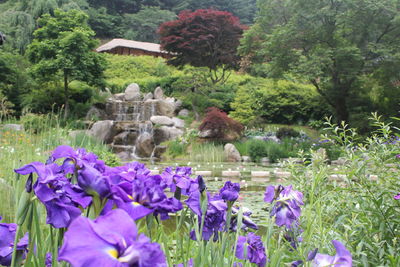 View of flowers in park