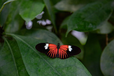 leaf