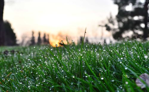 Close-up of dew drops on grass