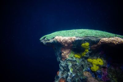 Close-up of turtle in sea