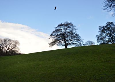 Bird flying over a field