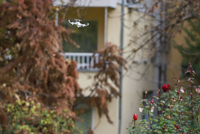 Close-up of flowering plant against building