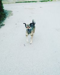 High angle portrait of dog on road