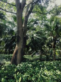 Trees on landscape