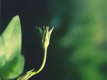 Close-up of plant