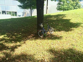 Trees growing on field