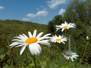 Close-up of white daisy flowers on field