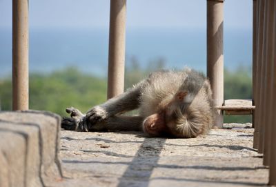 Monkey sitting on wood