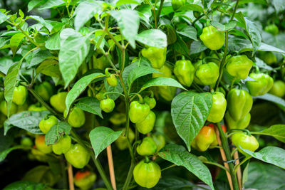 Close-up of fruits growing on plant