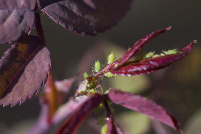 Close-up of insect on pink flowering plant