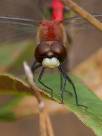 Close-up of insect