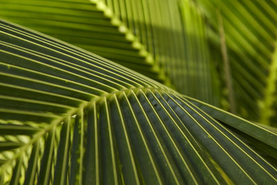 Full frame shot of palm leaves