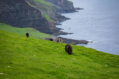 Scenic view of sea shore