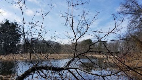 Bare trees on landscape against sky