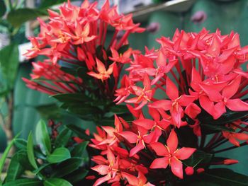 Close-up of red flowers