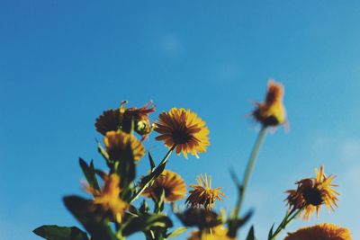 Close-up of flowers against clear sky