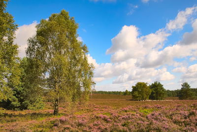 Trees on field against sky