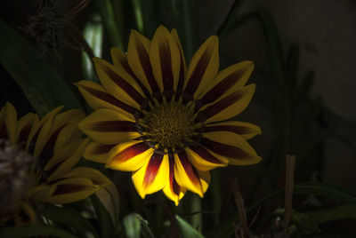 Close-up of yellow flower