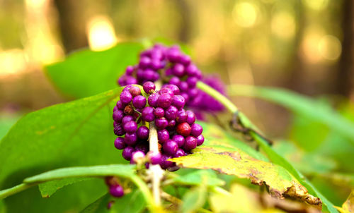 Close-up of purple flowers