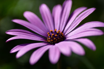 Close-up of purple flower