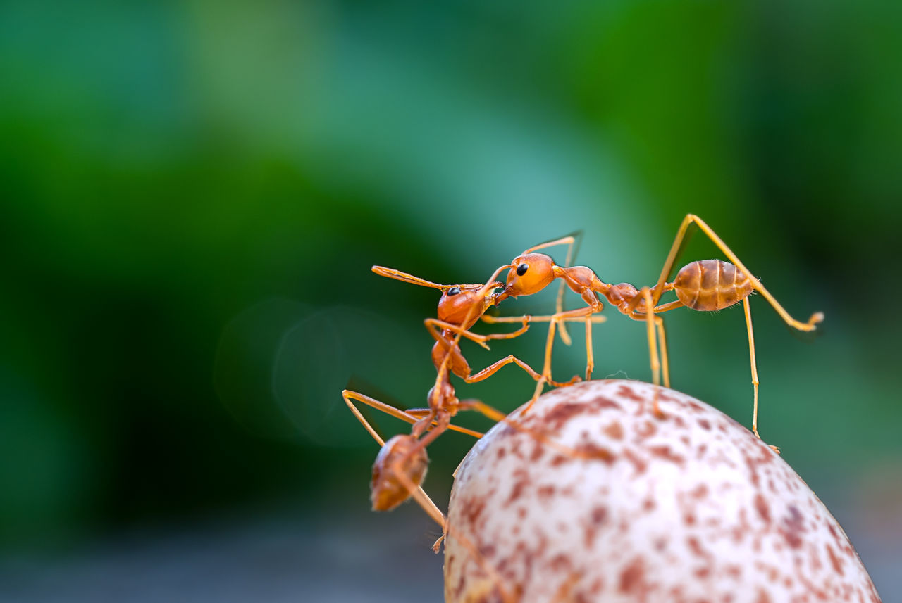 CLOSE-UP OF ANTS