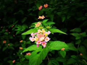 Close-up of pink flowering plant