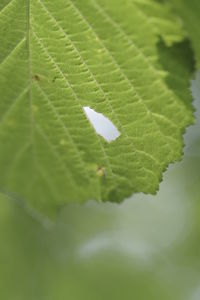 Close-up of green leaves