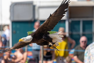 Close up of a bald eagle  flying in front of a crowd of people at a falconry demonstration.