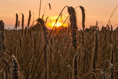 Close-up of wheat growing on field against sunset sky