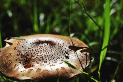 Close-up of insects on mushroom