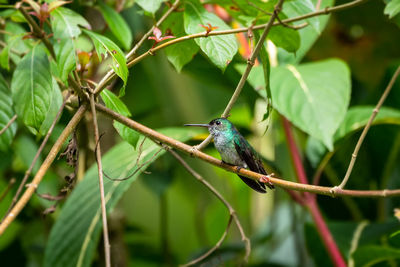 Green hummingbird perching on a branch