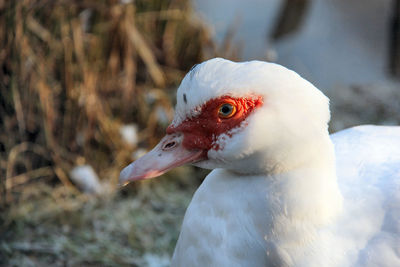 Close-up of duck