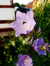 Close-up of insect on purple flower