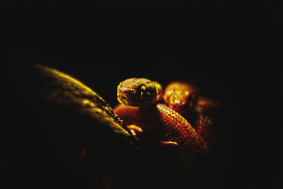 Close-up of turtle against black background