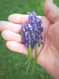 Close-up of hand holding purple flower