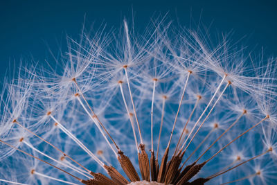 Close-up of dandelion against sky