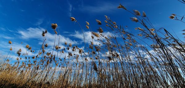 Low angle view of plants against sky