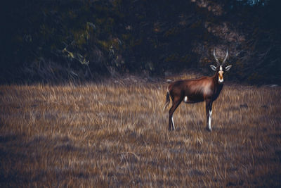 Deer on field