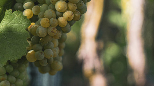 Close-up of grapes growing in vineyard