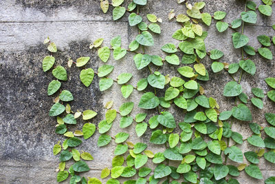 Close-up of ivy on wall