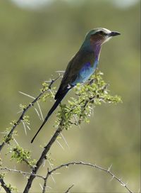 Lilac-breasted roller perching on plant