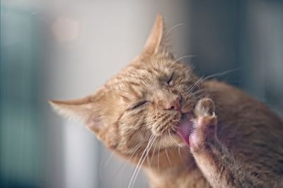 Close-up of cat relaxing at home