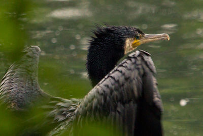 Close-up of great cormorant by water