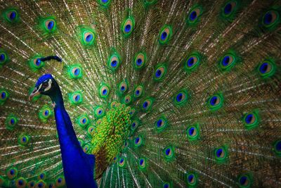 Close-up of peacock feathers