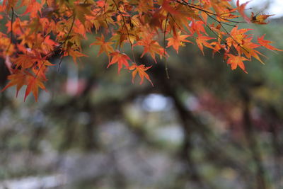 Low angle view of maple leaves on tree