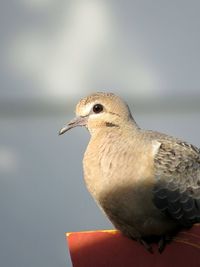 Close-up of bird perching against sky