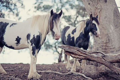 Horses on field